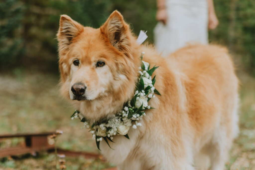 Elope in Colorado with your dog