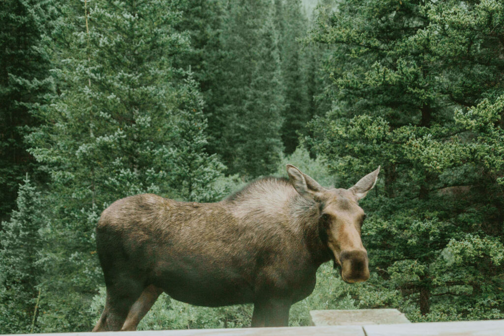 Guanella Pass Moose